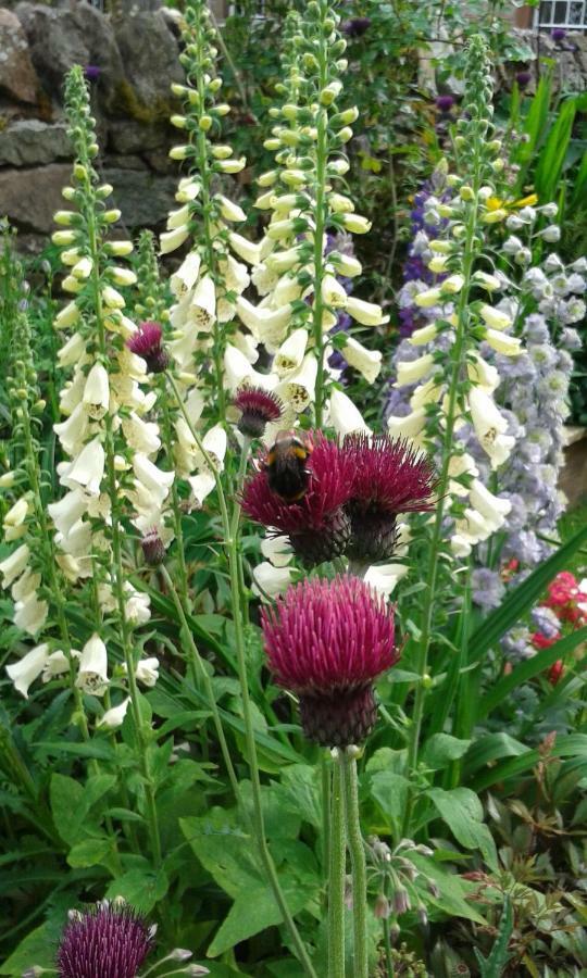 Beech House Bed & Breakfast Greystoke Bagian luar foto